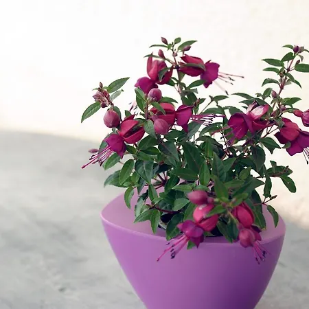 Stela Апартаменты